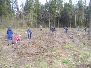 miško sodinimas 2017 059